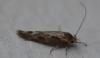 Mompha sp.
